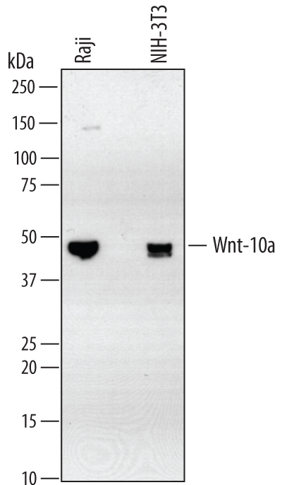 Western blot shows lysates of Raji human Burkitt's lymphoma cell line and NIH‑3T3 mouse embryonic fibroblast cell line. PVDF membrane was probed with 2 µg/mL of Rat Anti-Mouse Wnt‑10a Monoclonal Antibody (Catalog # MAB34691) followed by HRP-conjugated Anti-Rat IgG Secondary Antibody (Catalog # HAF005). A specific band was detected for Wnt‑10a at approximately 46 kDa (as indicated). This experiment was conducted under reducing conditions and using Immunoblot Buffer Group 1.