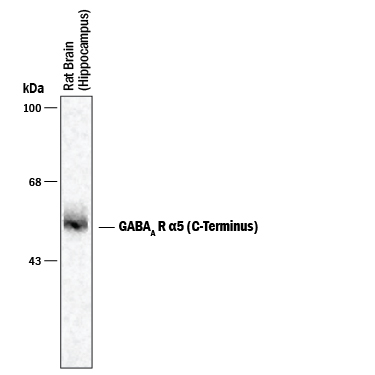 Western blot of 7 μg of rat hippocampus showing specific immunolabeling of the ~55 kDa  alpha 5 subunit of the GABAA R.