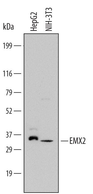 Western blot shows lysates of HepG2 human hepatocellular carcinoma cell line and NIH‑3T3 mouse embryonic fibroblast cell line. PVDF Membrane was probed with 1 µg/mL of Human EMX2 Antigen Affinity-purified Polyclonal Antibody (Catalog # AF6470) followed by HRP-conjugated Anti-Sheep IgG Secondary Antibody (Catalog # HAF016). A specific band was detected for EMX2 at approximately 33 kDa (as indicated). This experiment was conducted under reducing conditions and using Immunoblot Buffer Group 1.
