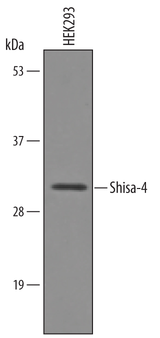 Western blot shows lysates of HEK293 human embryonic kidney cell line. PVDF Membrane was probed with 1 µg/mL of Sheep Anti-Human/Mouse Shisa‑4 Antigen Affinity-purified Polyclonal Antibody (Catalog # AF6365) followed by HRP-conjugated Anti-Sheep IgG Secondary Antibody (Catalog # HAF016). A specific band was detected for Shisa‑4 at approximately XXX kDa (as indicated). This experiment was conducted under reducing conditions and using Immunoblot Buffer Group XXX.