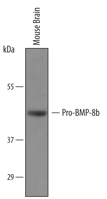 Western blot shows lysates of mouse brain tissue. PVDF membrane was probed with 1 µg/mL of Sheep Anti-Human/Mouse BMP‑8b Antigen Affinity-purified Polyclonal Antibody (Catalog # AF6305) followed by HRP-conjugated Anti-Sheep IgG Secondary Antibody (Catalog # HAF016). A specific band was detected for Pro-BMP‑8b at approximately 45 kDa (as indicated). This experiment was conducted under reducing conditions and using Immunoblot Buffer Group 8.
