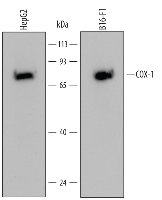 Western blot shows lysates of HepG2 human hepatocellular carcinoma cell line and B16‑F10 mouse melanoma cell line. PVDF Membrane was probed with 2 µg/mL of Human COX‑1 Monoclonal Antibody (Catalog # MAB37401) followed by HRP-conjugated Anti-Mouse IgG Secondary Antibody (Catalog # HAF007). A specific band was detected for COX‑1 at approximately 70 kDa (as indicated). This experiment was conducted under reducing conditions and using Immunoblot Buffer Group 2.