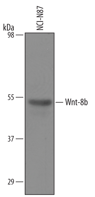 Western blot shows lysates of NCI‑N87 human gastric carcinoma cell line. PVDF Membrane was probed with 1 µg/mL of Goat Anti-Human/Mouse Wnt‑8b Antigen Affinity-purified Polyclonal Antibody (Catalog # AF3367) followed by HRP-conjugated Anti-Goat IgG Secondary Antibody (Catalog # HAF019). A specific band was detected for Wnt‑8b at approximately 54 kDa (as indicated). This experiment was conducted under reducing conditions and using Immunoblot Buffer Group 8.