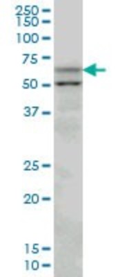 Western Blot: Acetyl-coenzyme A transporter 1 Antibody (3A4) [H00009197-M07] - Analysis of SLC33A1 expression in PC-12 (Cat # L012V1).