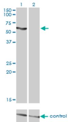 Western Blot: Acetyl-coenzyme A transporter 1 Antibody (3A4) [H00009197-M07] - Western blot analysis of SLC33A1 over-expressed 293 cell line, cotransfected with SLC33A1 Validated Chimera RNAi or non-transfected control. Blot probed with H00009197-M07. GAPDH (36.1 kDa) used as loading control.