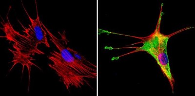 Immunocytochemistry/Immunofluorescence: SREBP1 Antibody [NB100-74542] - Analysis of SREBP1 (green) showing staining in the cytoplasm of NIH-3T3 cells (right) compared to a negative control without primary antibody (left).