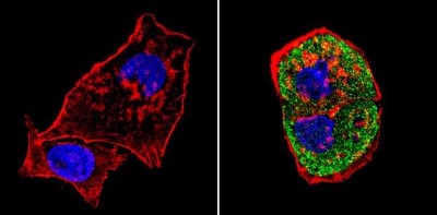 Immunocytochemistry/Immunofluorescence: SREBP1 Antibody [NB100-74542] - Analysis of SREBP1 (green) showing staining in the cytoplasm of HepG2 cells (right) compared to a negative control without primary antibody (left).