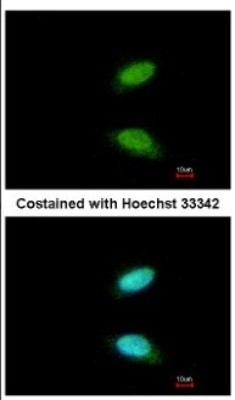 Immunocytochemistry/Immunofluorescence: CREM Antibody [NBP2-16009] - Immunofluorescence analysis of paraformaldehyde-fixed HeLa, using antibody at 1:200 dilution.