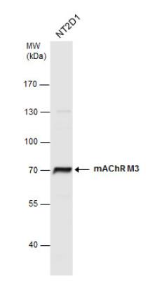 Western Blot: Muscarinic Acetylcholine Receptor M3/CHRM3 Antibody [NBP2-19444] - Whole cell extracts (30 ug) was separated by 7.5% SDS-PAGE, and the membrane was blotted with mAChR M3 antibody at a dilution of 1:1000.