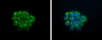 Immunocytochemistry/Immunofluorescence: Muscarinic Acetylcholine Receptor M3/CHRM3 Antibody [NBP2-19444] - A431 cells were fixed in ice-cold MeOH for 5 min. Green: mAChR M3 protein stained by mAChR M3 antibody  diluted at 1:500. Blue: Hoechst 33342 staining.