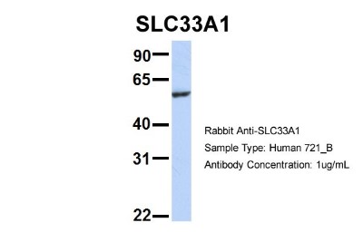 Western Blot: Acetyl-coenzyme A transporter 1 Antibody [NBP1-59882] - Sample Type: 721_B Antibody Dilution: 1.0 ug/ml SLC33A1 is supported by BioGPS gene expression data to be expressed in 721_B