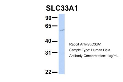 Western Blot: Acetyl-coenzyme A transporter 1 Antibody [NBP1-59882] - Sample Type: Hela Antibody Dilution: 1.0 ug/ml SLC33A1 is strongly supported by BioGPS gene expression data to be expressed in Human HeLa cells