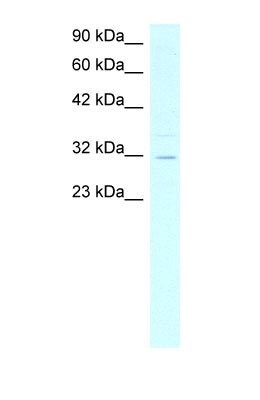 Western Blot: Asialoglycoprotein Receptor 2 Antibody [NBP1-54888] - HepG2 cell lysate, Antibody Titration: 4.0ug/ml