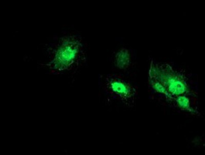 Immunocytochemistry/Immunofluorescence: NANP Antibody (4D11) [NBP2-01935] Staining of COS7 cells transiently transfected by pCMV6-ENTRY NANP.