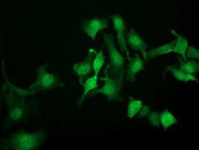 Immunocytochemistry/Immunofluorescence: NANP Antibody (4D11) [NBP2-01935] - Immunofluorescent staining of HeLa cells using anti-NANP mouse monoclonal antibody.
