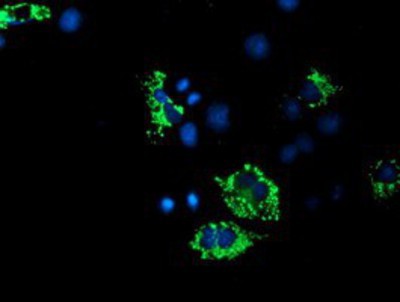 Immunocytochemistry/Immunofluorescence: ACSF2 Antibody (6E4) [NBP2-02027] Staining of COS7 cells transiently transfected by pCMV6-ENTRY ACSF2.