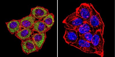 Immunocytochemistry/Immunofluorescence: CNG1 Antibody (CNC 9C1) [NB100-74389] - CNG Channel staining (green), F-Actin staining with Phalloidin (red) and nuclei with DAPI (blue) is shown. Cells were grown on chamber slides and fixed with formaldehyde prior to staining. Cells were probed without (control) or with or an antibody recognizing CNG Channel at a dilution of 1:20 over night at 4C, washed with PBS and incubated with a DyLight-488 conjugated.