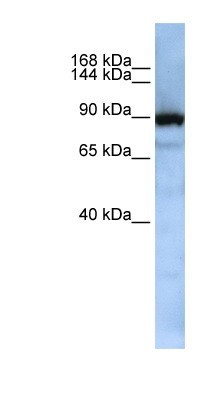 Western Blot: Exportin-T Antibody [NBP1-57176] - Jurkat cell lysate, concentration 0.2-1 ug/ml.