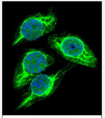 Immunocytochemistry/Immunofluorescence: STRA8 Antibody [NBP2-29997] - (C-term)(NBP2-29997) with 293 cell followed by Alexa Fluor 488-conjugated goat anti-rabbit lgG (green). DAPI was used to stain the cell nuclear (blue).