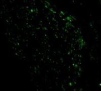 Immunocytochemistry/Immunofluorescence: Noxa Antibody [NBP1-76763] - Human Stomach cells with Noxa antibody at 10 ug/ml. 