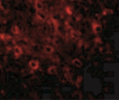 Immunocytochemistry/Immunofluorescence: FAM120A Antibody [NBP1-77367] - Immunofluorescence of FAM120A in Rat Brain cells with FAM120A antibody at 20 ug/mL.