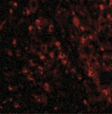 Immunocytochemistry/Immunofluorescence: MAVS Antibody [NBP1-76768] - Immunofluorescence of VISA in Mouse Brain cells with VISA antibody at 20 ug/mL.