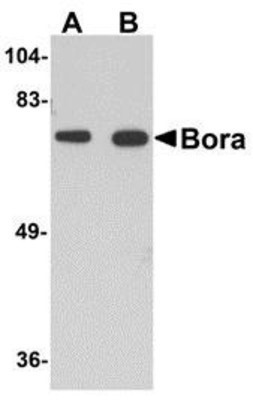 Western Blot: Bora Antibody [NBP1-77346] - Mouse brain tissue lysate with Bora antibody at (A) 1 and (B) 2 ug/ml.