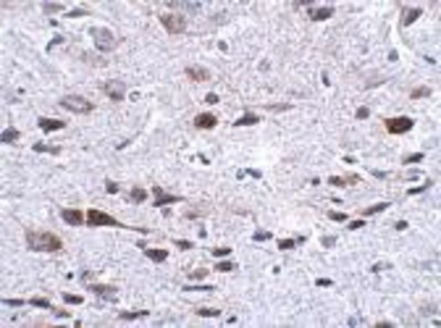 Immunohistochemistry-Paraffin: Bora Antibody [NBP1-77346] - Mouse brain tissue with Bora antibody at 2.5 ug/ml.