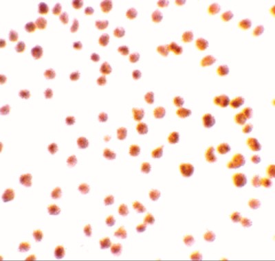 Immunocytochemistry/Immunofluorescence: DRAK1 Antibody [NBP1-76896] - Immunocytochemistry staining of MOLT4 cells using DRAK1 antibody at 2 ug/mL.