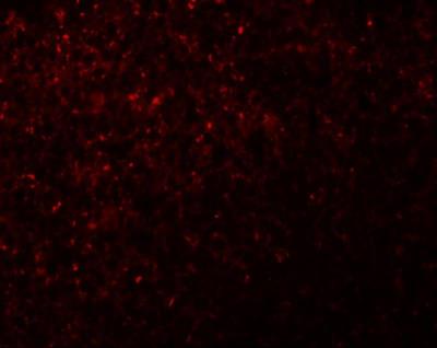 Immunocytochemistry/Immunofluorescence: NLRX1 Antibody [NBP1-76287] - Immunofluorescence of NLRX1 in rat spleen tissue with NLRX1 antibody at 20 ug/mL.