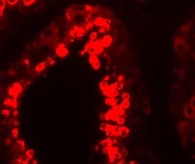 Immunofluorescence: MSY2 Antibody [NBP1-76283] - Immunofluorescence of YBX2 in human testis tissue with YBX2 antibody at 20 ug/mL.