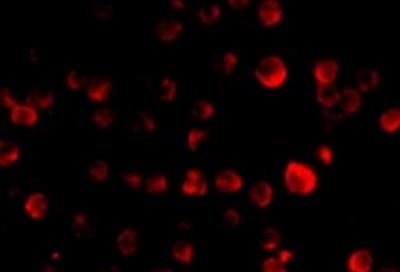 Immunocytochemistry/Immunofluorescence: MCG10 Antibody [NBP1-76729] - Hela cells.