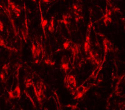 Immunocytochemistry/Immunofluorescence: LCMT2 Antibody [NBP1-76585] - Immunofluorescence of LCMT2 in mouse brain tissue with LCMT2 antibody at 20 ug/mL.