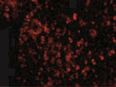 Immunocytochemistry/Immunofluorescence: AVEN Antibody [NBP1-76764] - Immunofluorescence of AVEN in Human Spleen cells with AVEN antibody at 20 ug/mL.