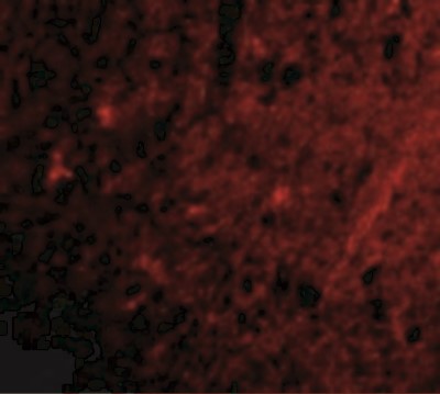 Immunocytochemistry/Immunofluorescence: GluR5/GRIK1 Antibody [NBP1-76850] - Immunofluorescence of Grik1 in Human Brain cells with Grik1 antibody at 20 ug/mL.