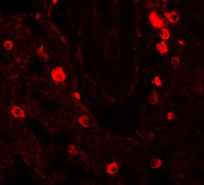 Immunocytochemistry/Immunofluorescence: Numb Antibody [NBP1-76576] - Immunofluorescence of NUMB in human lung tissue with NUMB antibody at 20 ug/mL.