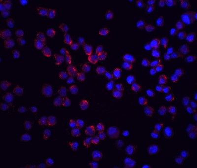Immunocytochemistry/Immunofluorescence: RIPK2 Antibody [NBP1-76960] - Analysis of RICK in K562 cells with RICK antibody at 20 ug/ml.