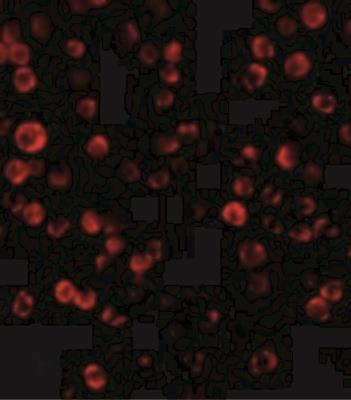 Immunocytochemistry/Immunofluorescence: RAIDD/CRADD Antibody [NBP1-77061] - Immunofluorescence of RAIDD in Hela cells with RAIDD antibody at 20 ug/mL.