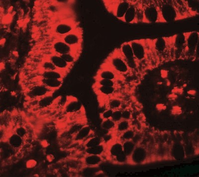 Immunocytochemistry/Immunofluorescence: SHISA3 Antibody [NBP2-22340] - Immunofluorescence of SHISA3 in human small intestine tissue with SHISA3 antibody at 20 ug/ml.