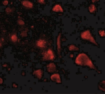 Immunocytochemistry/Immunofluorescence: SPRED3 Antibody [NBP2-41091] - Immunofluorescence of spred3 in human brain tissue with spred3 antibody at 20 ug/mL.