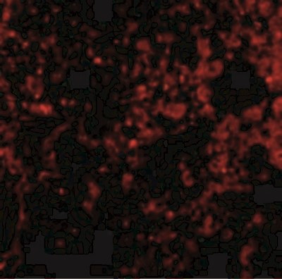 Immunofluorescence: PSENEN/PEN2 Antibody [NBP1-77268] - Immunofluorescence of PEN2 in Rat Lung cells with PEN2 antibody at 20 ug/mL.