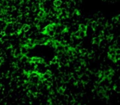 Immunocytochemistry/Immunofluorescence: TAK1 Antibody [NBP1-76441] - Rat Thymus cells  TAK1 antibody at 10 ug/mL.