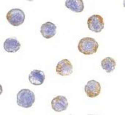 Immunocytochemistry/Immunofluorescence: GFR alpha-2/GDNF R alpha-2 Antibody [NBP1-77042] - HeLa cells with GDNF Receptor alpha 2 antibody at 5 ug/ml.
