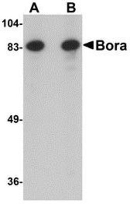 Western Blot: Bora Antibody [NBP1-77013] - Jurkat cell lysate with Bora antibody at (A) 1 and (B) 2 ug/ml.