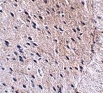 Immunohistochemistry-Paraffin: Bora Antibody [NBP1-77013] - Mouse brain tissue with Bora antibody at 2.5 ug/ml.