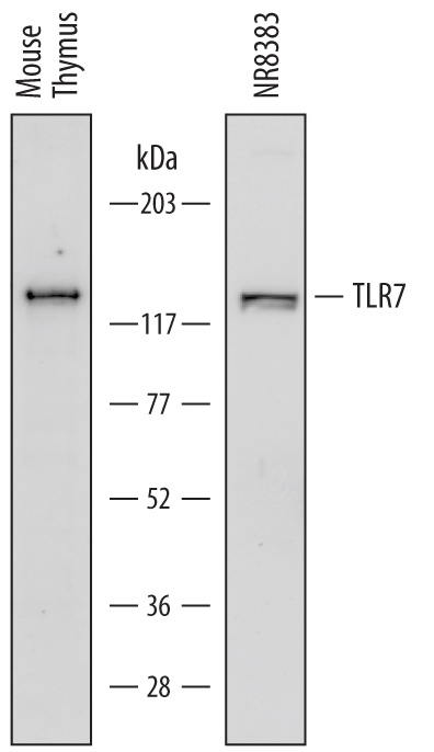 Western blot shows lysates of mouse thymus tissue and NR8383 rat alveolar macrophage cell line. PVDF membrane was probed with 1 µg/mL of Rat Anti-Mouse/Rat TLR7 Monoclonal Antibody (Catalog # MAB7156) followed by HRP-conjugated Anti-Rat IgG Secondary Antibody. A specific band was detected for TLR7 at approximately 130 to 140 kDa (as indicated). This experiment was conducted under reducing conditions and using Immunoblot Buffer Group 1.
