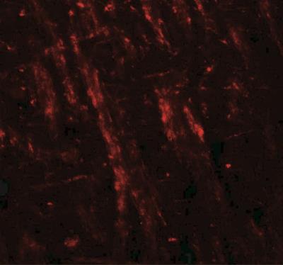 Immunocytochemistry/Immunofluorescence: Neuroligin 2/NLGN2 Antibody [NBP2-41299] - Mouse brain tissue with NLGN2 antibody at 20 ug/ml.