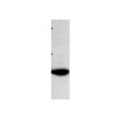 Western Blot: AP3M2 Antibody [21070002] - Western Blot was performed using affinity purified SEQer AP3M2 antibody, aa(321-418) antibody. The lanes contain 5-30ug of a whole cell extract.  Final concentration of antibodies = 0.1ug/ml (1:10,000 dilution). The blot was probed overnight with the SEQer AP3M2 antibody, aa(321-418) antibody.  Blot was then washed according to protocol and probed with goat-anti-Rabbit-HRP conjugate at 1:5000 dilution, washed and developed using chemiluminescence (film exposure 5-30sec).  The protein was detected as represented by the band shown.