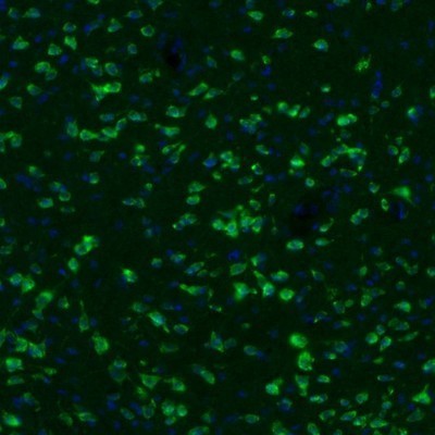 Immunocytochemistry/Immunofluorescence: GKAP1 Antibody [NBP2-33989] - Staining of mouse periaqueductal grey shows immunoreactivity in neuronal cell bodies.