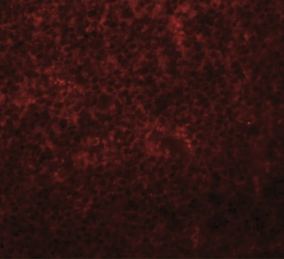 Immunofluorescence: SLC37A2 Antibody [NBP1-77132] - Rat spleen tissue at 20 ug/mL.